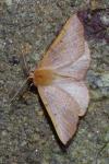 Colotois pennaria