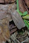 Noctua pronuba