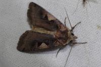 Xestia c-nigrum