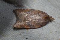 Acleris rhombana