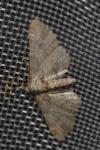 Gymnoscelis rufifasciata