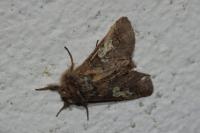 Diloba caeruleocephala