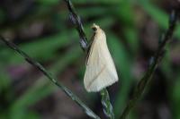 Rhodometra sacraria