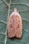 Agonopterix irrorata