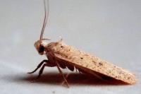 Agonopterix irrorata