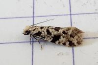 Nemapogon nevadellus