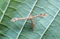 Oxyptilus laetus