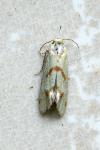 Aethes bilbaensis