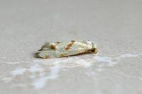 Aethes bilbaensis