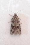 Cnephasia incertana
