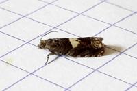 Epiblema inulivora