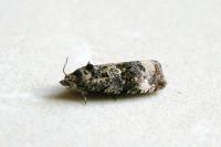 Endothenia gentianaeana