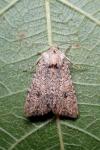Anarta trifolii