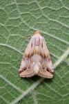 Eublemma ostrina
