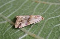 Eublemma ostrina