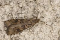 Nomophila noctuella