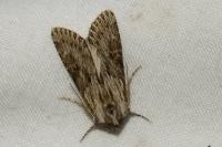 Aporophyla australis