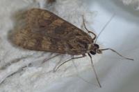 Nomophila noctuella