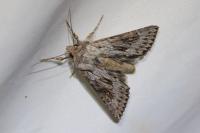 Aporophyla australis