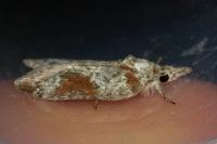 Nycteola columbana