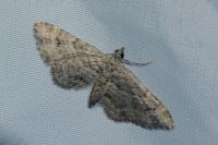 Gymnoscelis rufifasciata