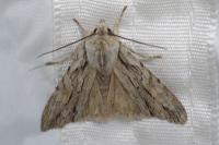 Lithophane leautieri