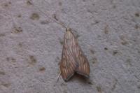 Antigastra catalaunalis