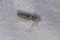 Acrocercops brongniardella