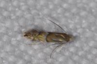 Phyllonorycter ulmifoliella