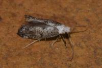 Paraswammerdamia albicapitella