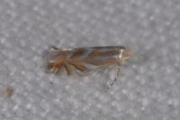Phyllonorycter distentella