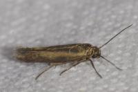 Scythris