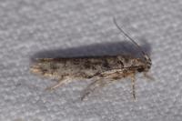 Psoricoptera gibbosella