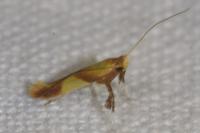 Caloptilia alchimiella/robustella