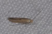 Bedellia somnulentella