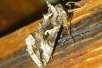 Autographa gamma