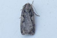 Xestia c-nigrum
