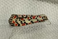Utetheisa pulchella