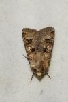 Agrotis trux