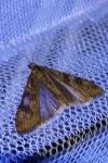 Nomophila noctuella