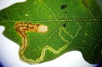 Stigmella