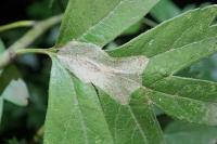 Phyllonorycter corylifoliella