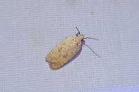 Agonopterix irrorata