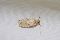 Agonopterix yeatiana