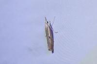 Agriphila geniculea