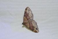 Xanthorhoe spadicearia