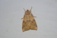 Cirrhia ocellaris