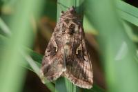 Autographa gamma