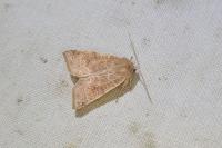 Cirrhia ocellaris
