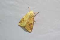 Cirrhia icteritia